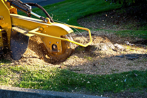 The Steps Involved in Our Tree Care Process in Joseph City, AZ